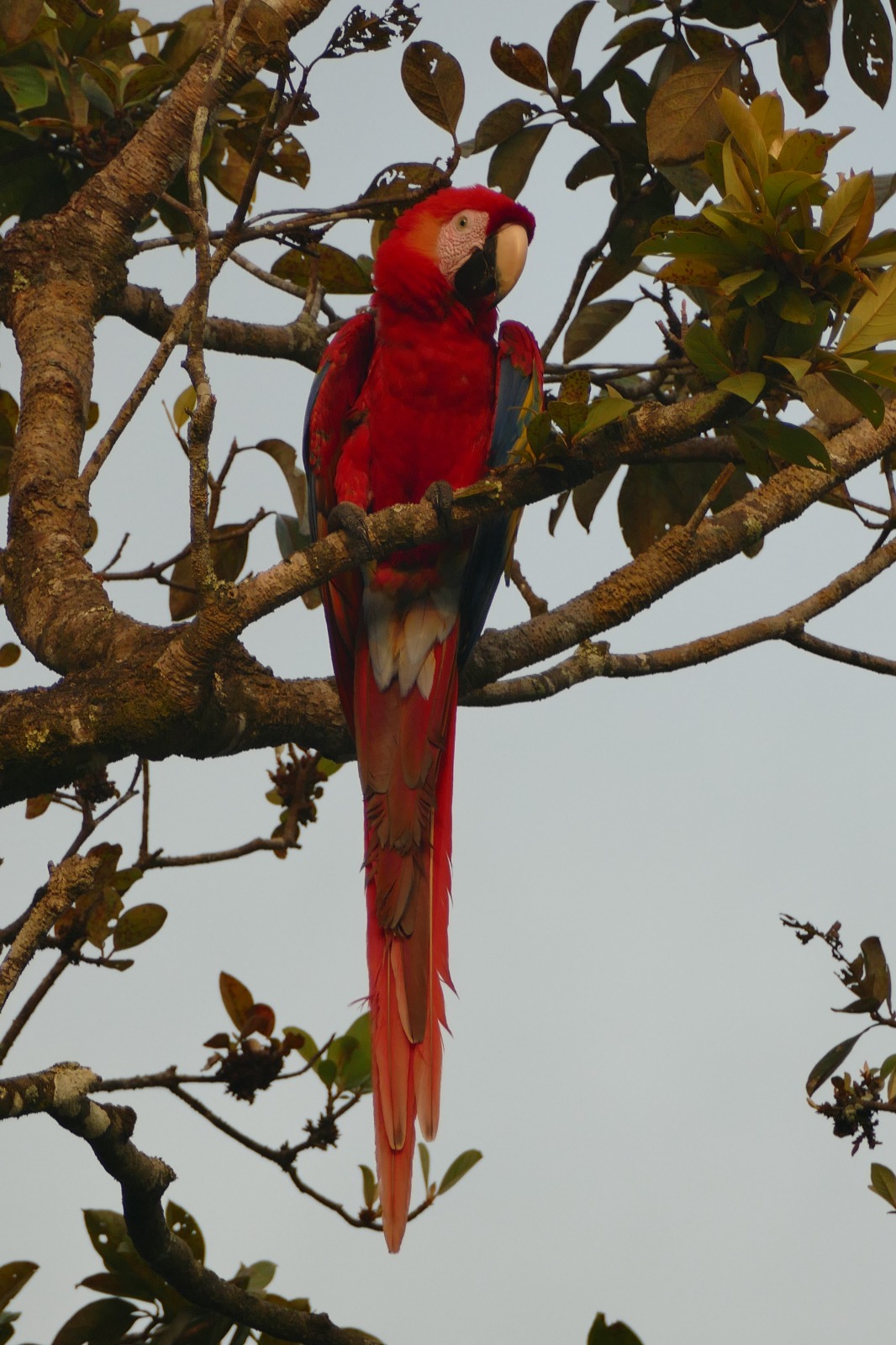 Scarlet macaw in Quepos near Manuel Antonio