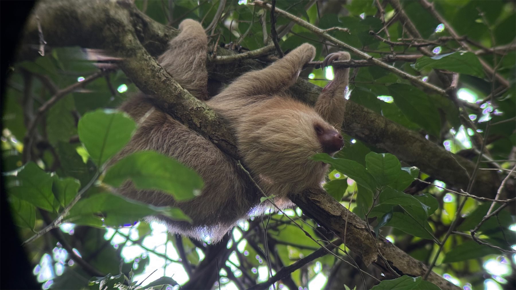 Brown-throated three-toed sloth resting in Manuel Antonio National Park