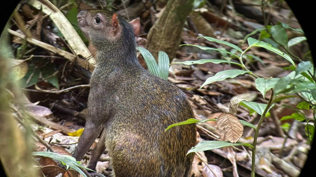 Central American agouti on the forest floor