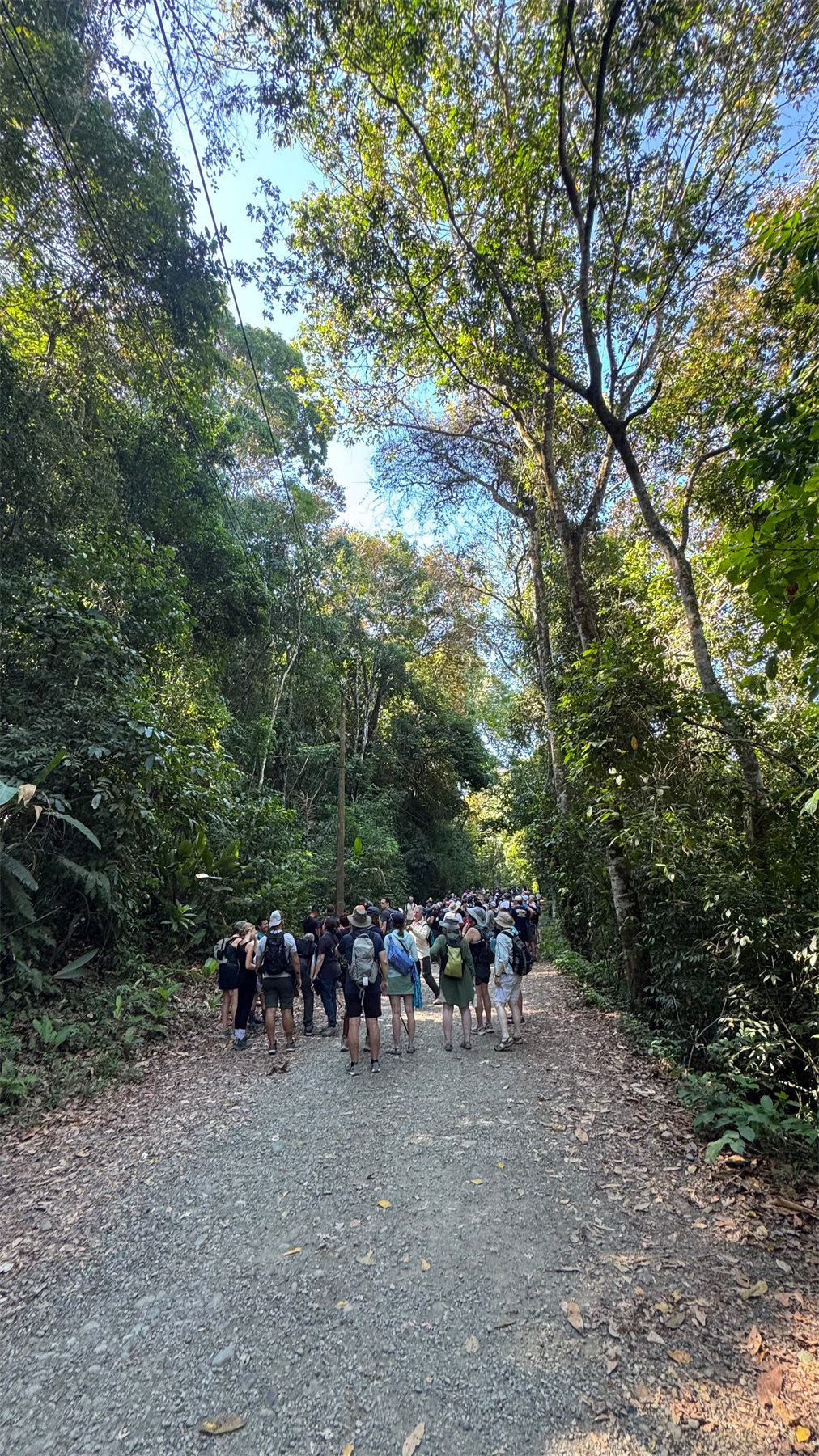 Visitors walking on a rainforest trail in Manuel Antonio National Park