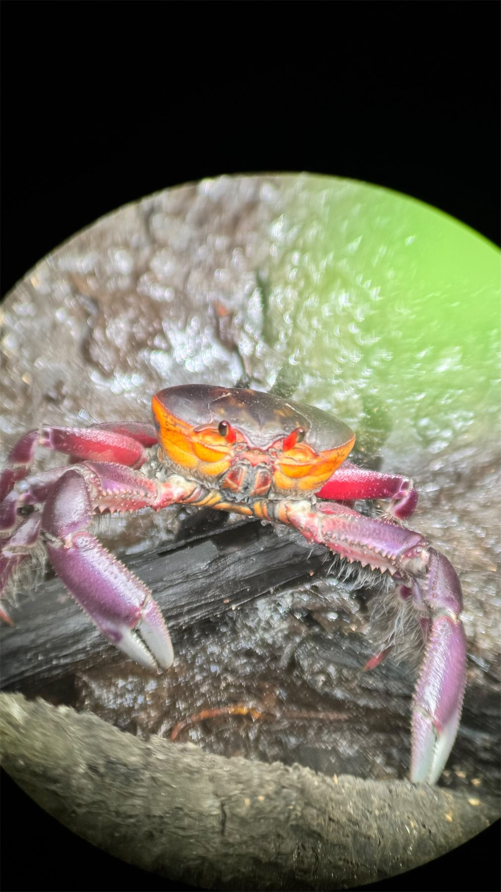 Halloween crab photographed through a spotting scope