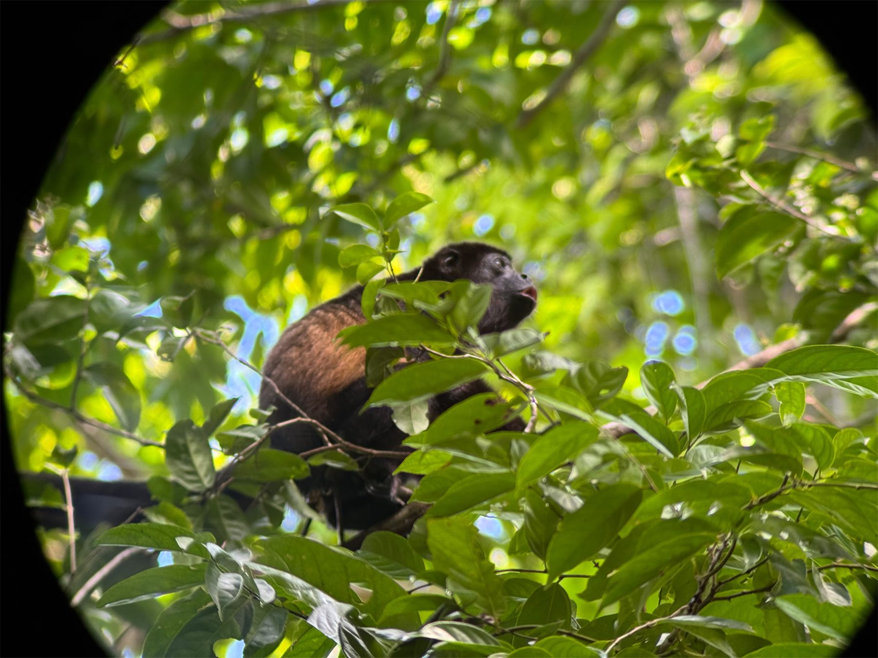 Mantled howler monkey seen through a spotting scope