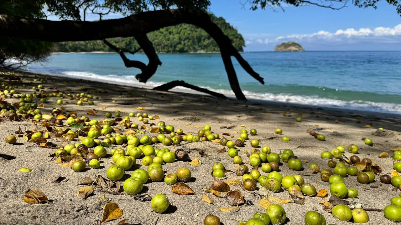 Manuel Antonio beach with tropical almond fruits in the sand