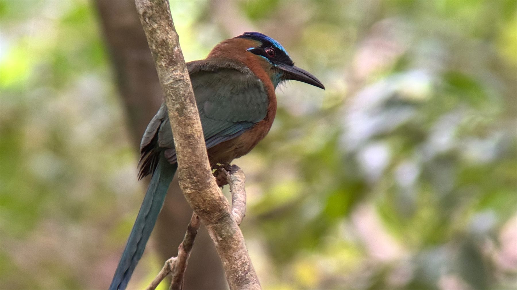 Turquoise-browed motmot perched in rainforest vegetation